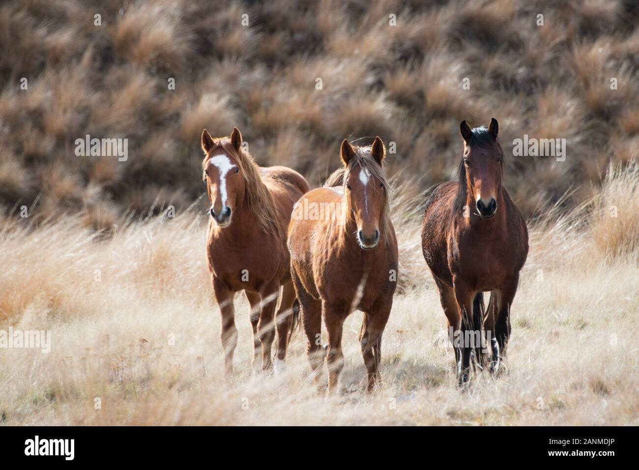 Tres salvajes caballos Kaimanawa cespitosas parado entre la hierba, Nueva Zelanda Foto de stock