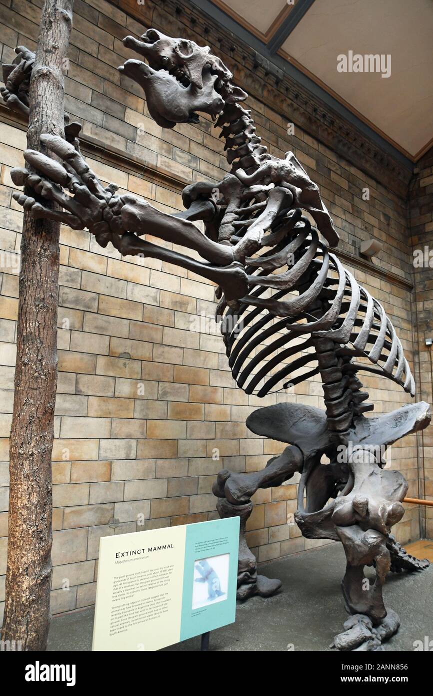 Extinct Giant Ground esqueleto de Sloth en exhibición en el Museo de Historia Natural, Londres, Inglaterra, Reino Unido Foto de stock