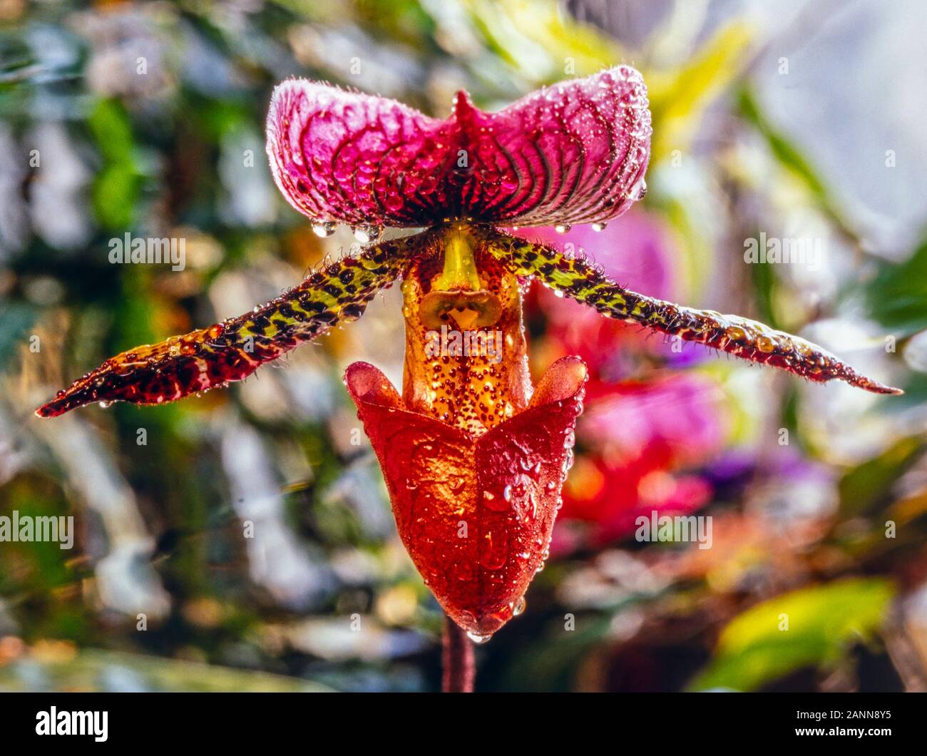 Paphiopedilum, llamado a menudo la zapatilla de venus, es un género de la  Subfamilia Cypripedioideae de orquídeas zapatilla de dama de la familia de  plantas florecientes Orchidace Fotografía de stock - Alamy