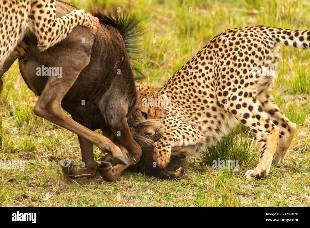 Guepardos cazando un salvaje en las llanuras de África dentro de la Reserva Nacional Masai Mara durante un safari de vida silvestre Foto de stock