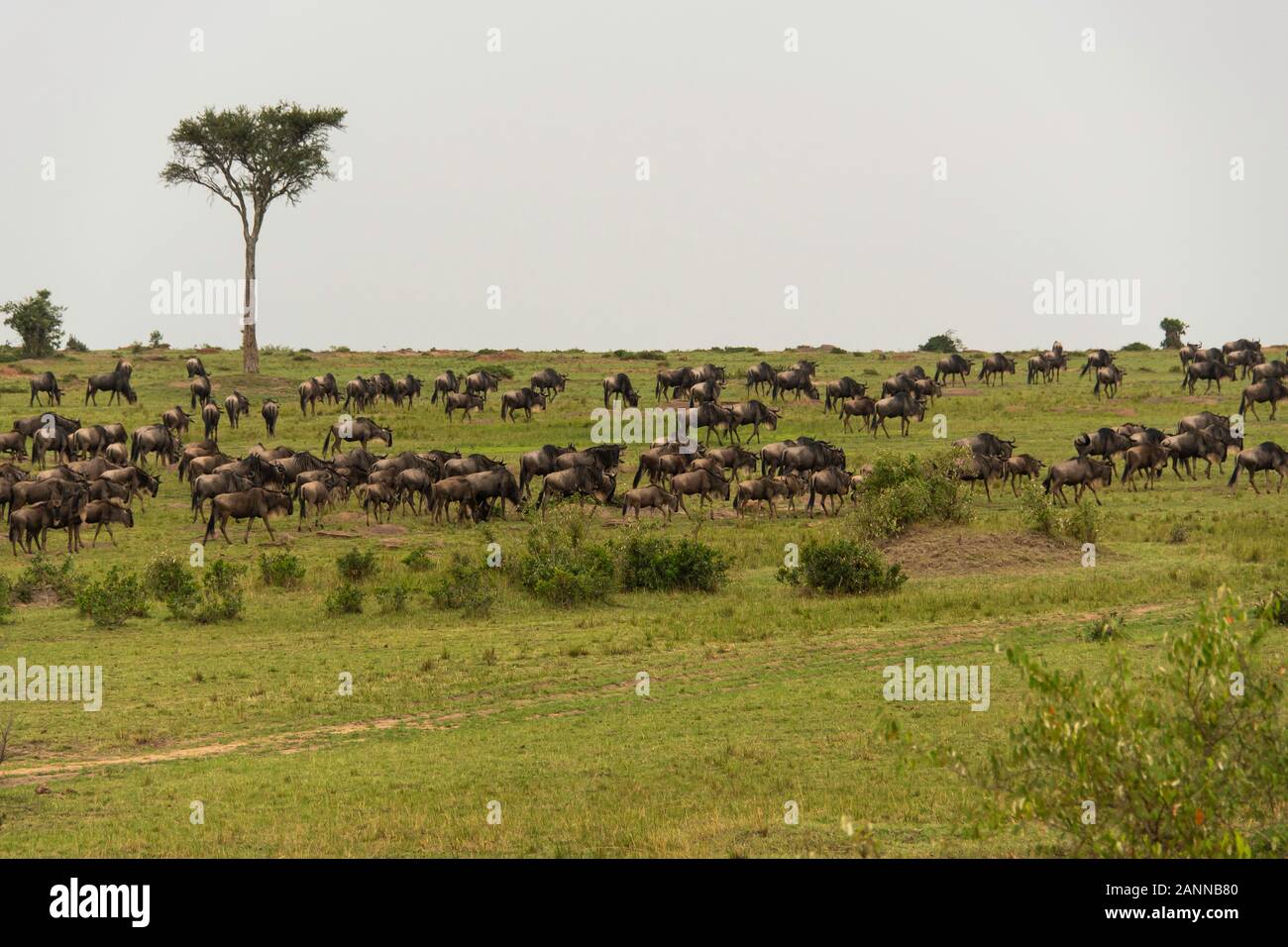 Una manada de UNG pastando en las llanuras de Masai Reserva Nacional Mara durante un safari de vida silvestre Foto de stock