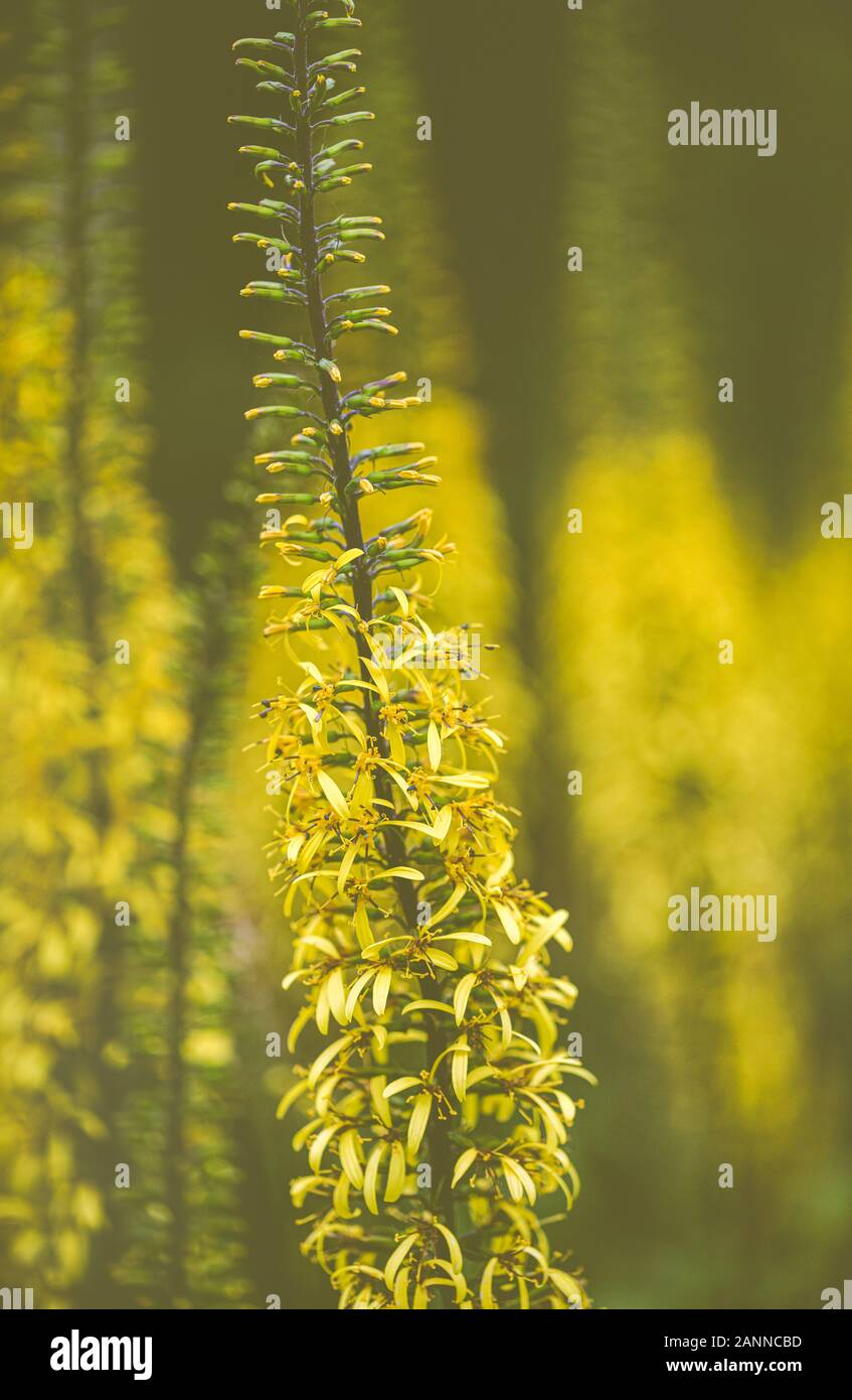 'Dicotyledon amarillo" aka "Poker" Flores de los jardines de Hidcote Manor. Foto de stock