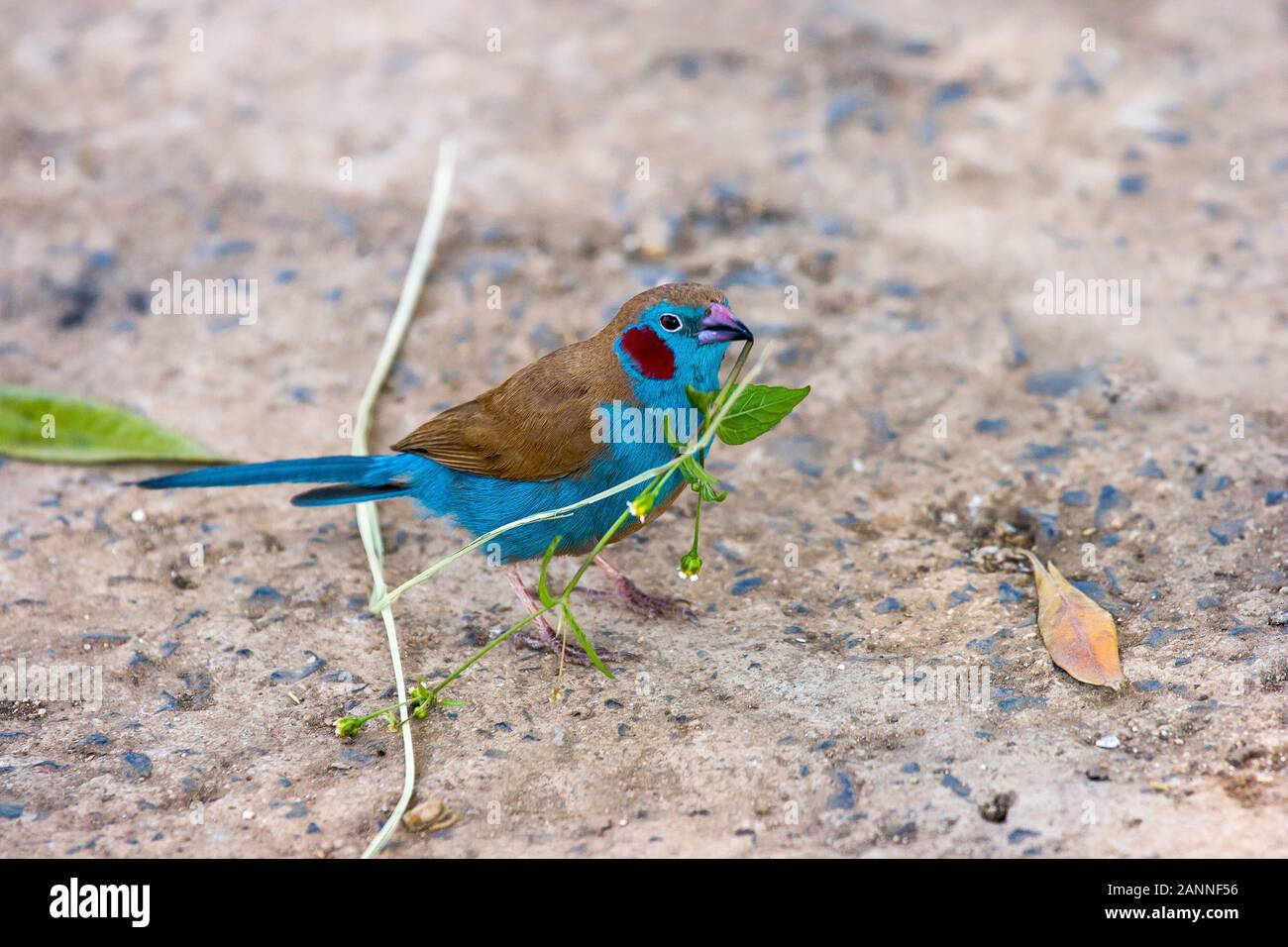 Rojo-cheeked Cordon Bleu Finch (Uraeginthus bengalus), Axum, Etiopía Foto de stock