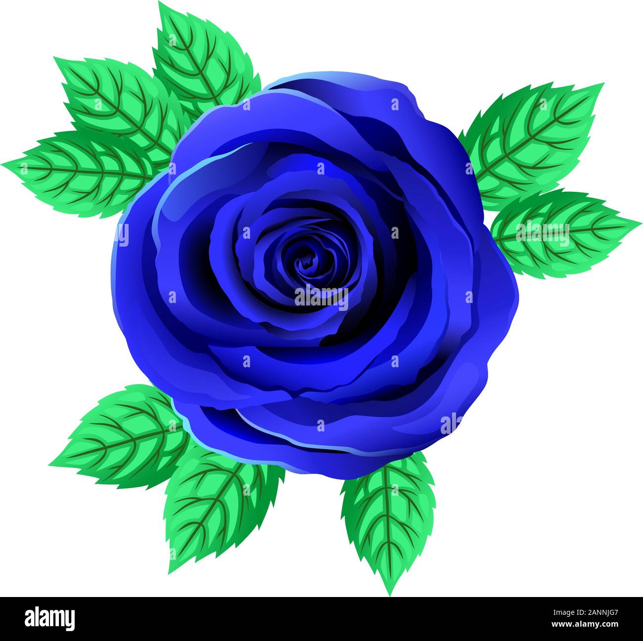 Vector flor rosa azul brillante. Rose Clipart con pétalos y hojas. Fondo  transparente. Cerca Imagen Vector de stock - Alamy