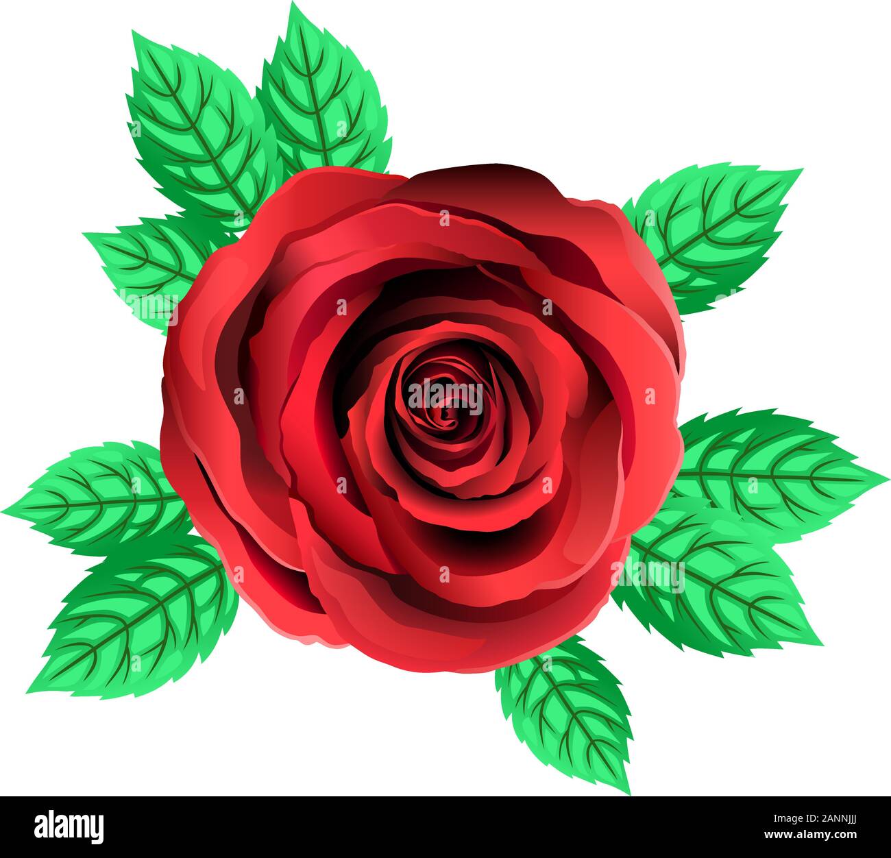 Vector de flores rosas rojas. Rose Clipart con pétalos y hojas. Fondo  transparente. Cerca Imagen Vector de stock - Alamy