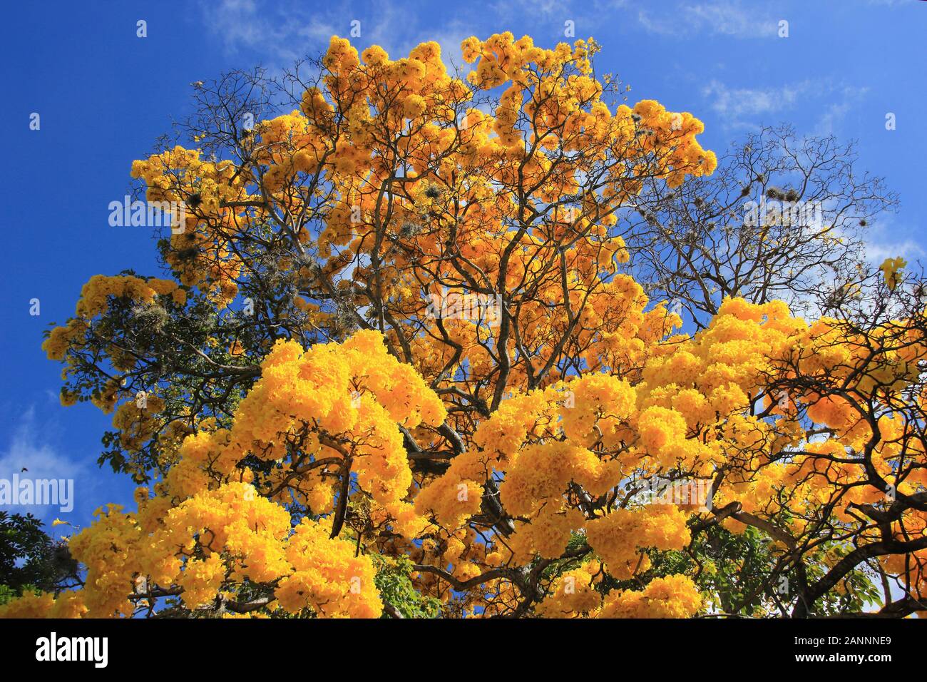 Flor Amarilla en primavera Tabebuia chrysantha o Araguaney árbol nacional de Venezuela un emblemático especies nativas de extraordinaria belleza. Foto de stock