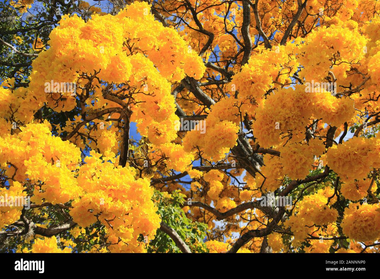 Flor Amarilla en primavera Tabebuia chrysantha o Araguaney árbol nacional de Venezuela un emblemático especies nativas de extraordinaria belleza. Foto de stock