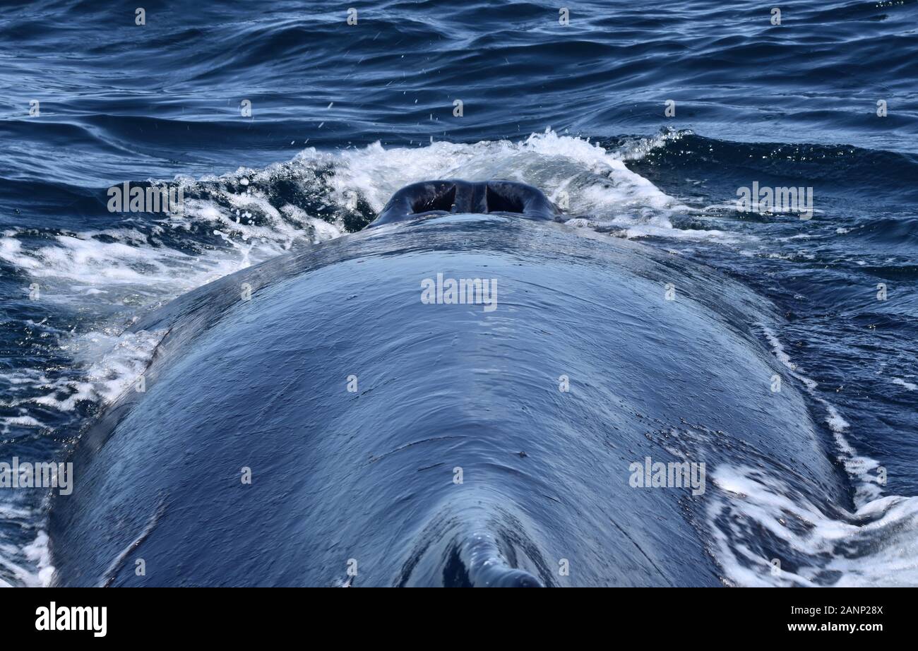 Vista única de abrir dos fosas nasales (aventadores) en la parte superior de la cabeza de una ballena jorobada. Vista desde la parte trasera mirando hacia adelante. (Megaptera novaeangliae) Foto de stock