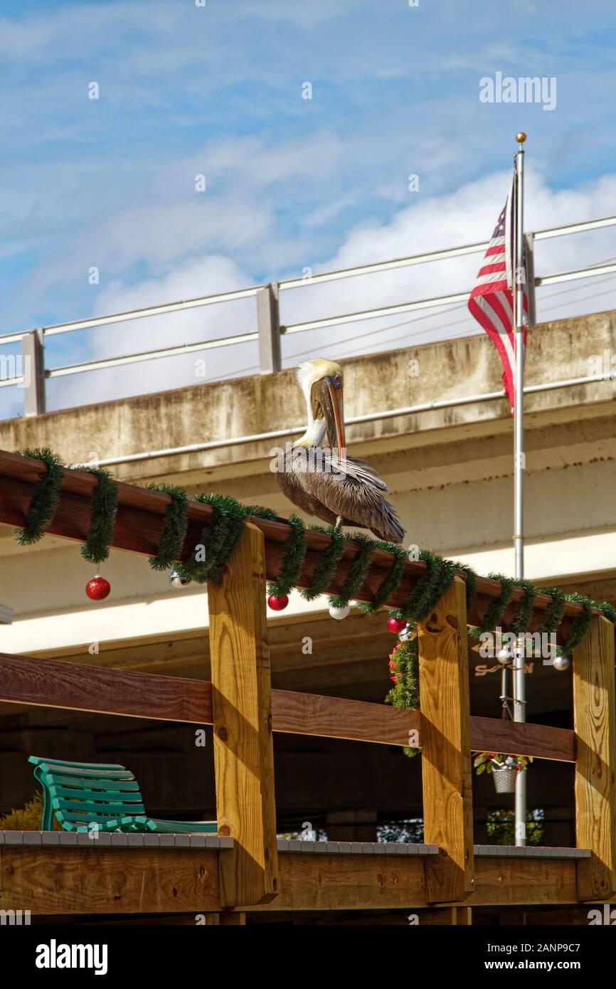 Pelicano café americano; Pelecanus occidentalis; gran pájaro; pico largo; sentado en el muelle la baranda; fauna silvestre; animal; bandera estadounidense; las decoraciones de Navidad, Orán Foto de stock