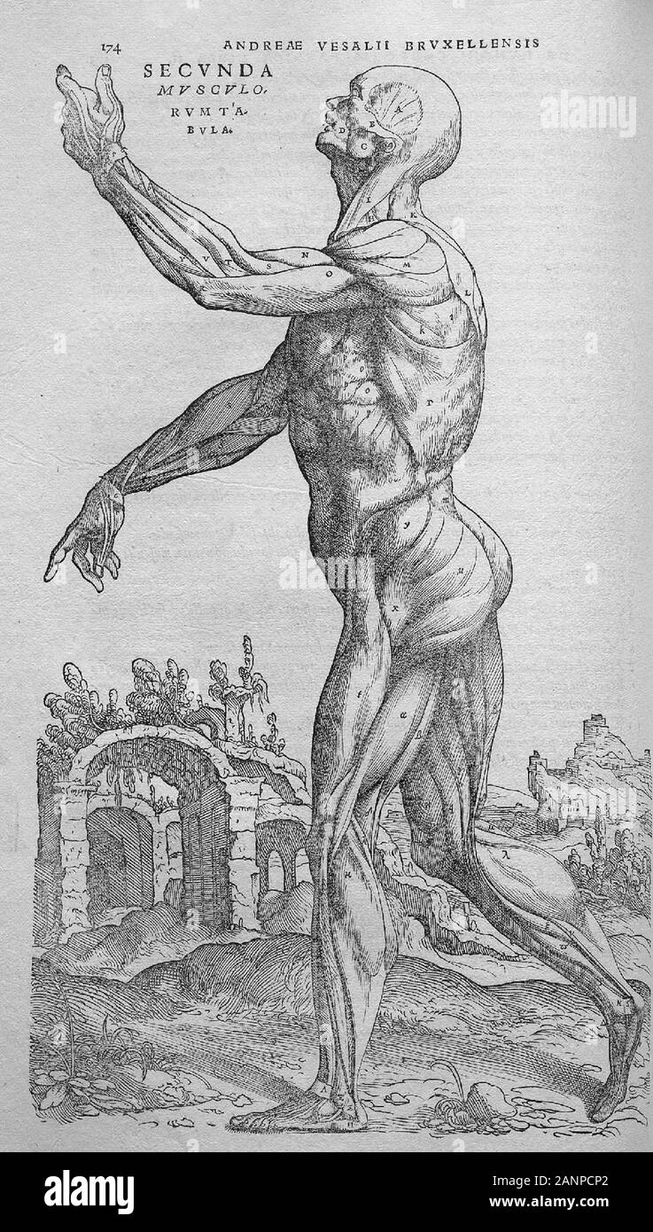 Ilustraciones de humani corporis fabrica libri septem 'en el tejido del cuerpo humano en siete libros' por Andreas Vesalio. Libros sobre anatomía humana publicado en 1543. Foto de stock