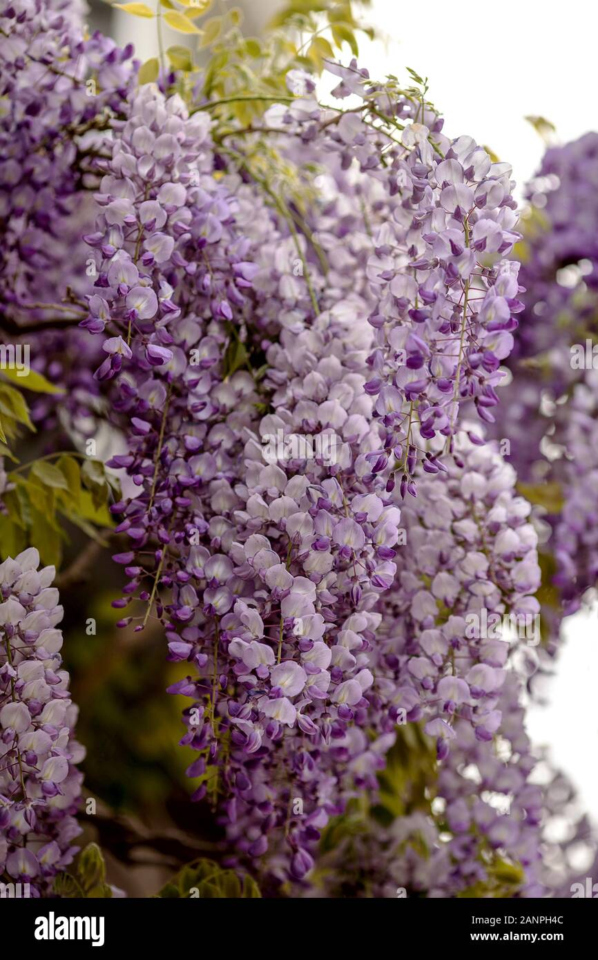 Las inflorescencias de color púrpura y blanco de una glicina Foto de stock