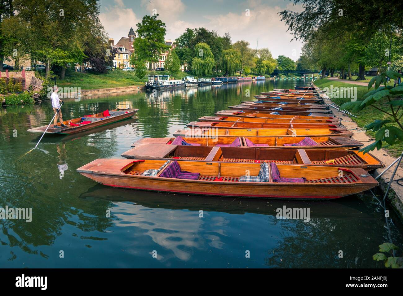 Hombre remar junto a una hilera de amarrados punts del río Cam Cambridge Inglaterra Foto de stock