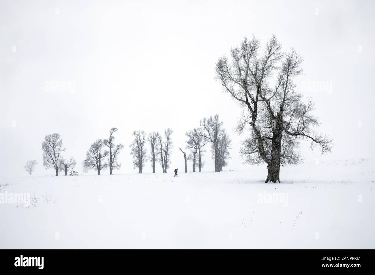 WY03626-00...Wyoming - Cottonwood árboles durante una tormenta de nieve en el valle Lamar del Parque Nacional de Yellowstone. Foto de stock