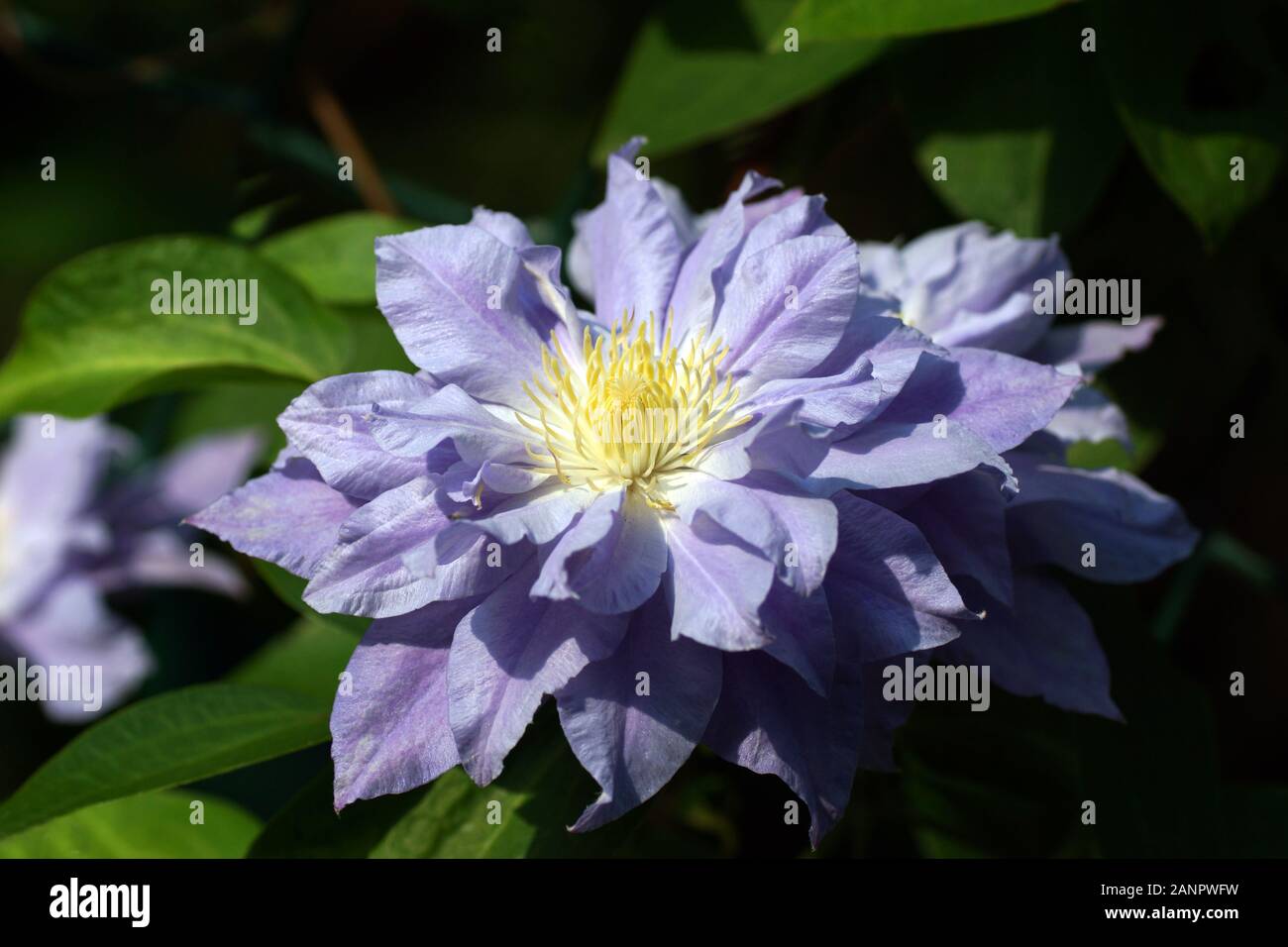 Lila doble flor clematis cerca. Clematis flor variedades bola azul Foto de stock