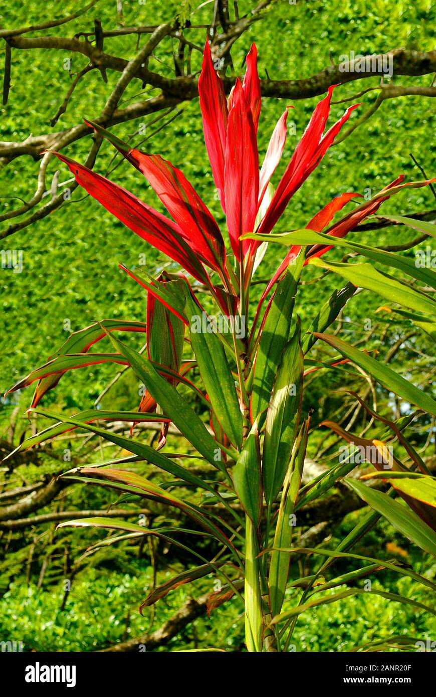 Hawaiian Ti nombre latino Cordyline Terminalis vegetales Foto de stock