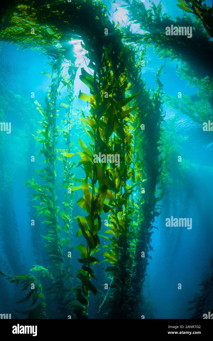 Altos tallos verdes de quelpo se levantan del agua azul en el bosque de kelp en Point Loma, California. Foto de stock