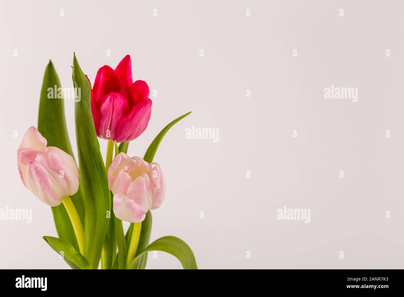 Primavera frescos tulipanes multicolores aislado sobre fondo blanco. Felicidades. Día de San Valentín, el muelle, la Pascua. Espacio para el texto. Foto de stock