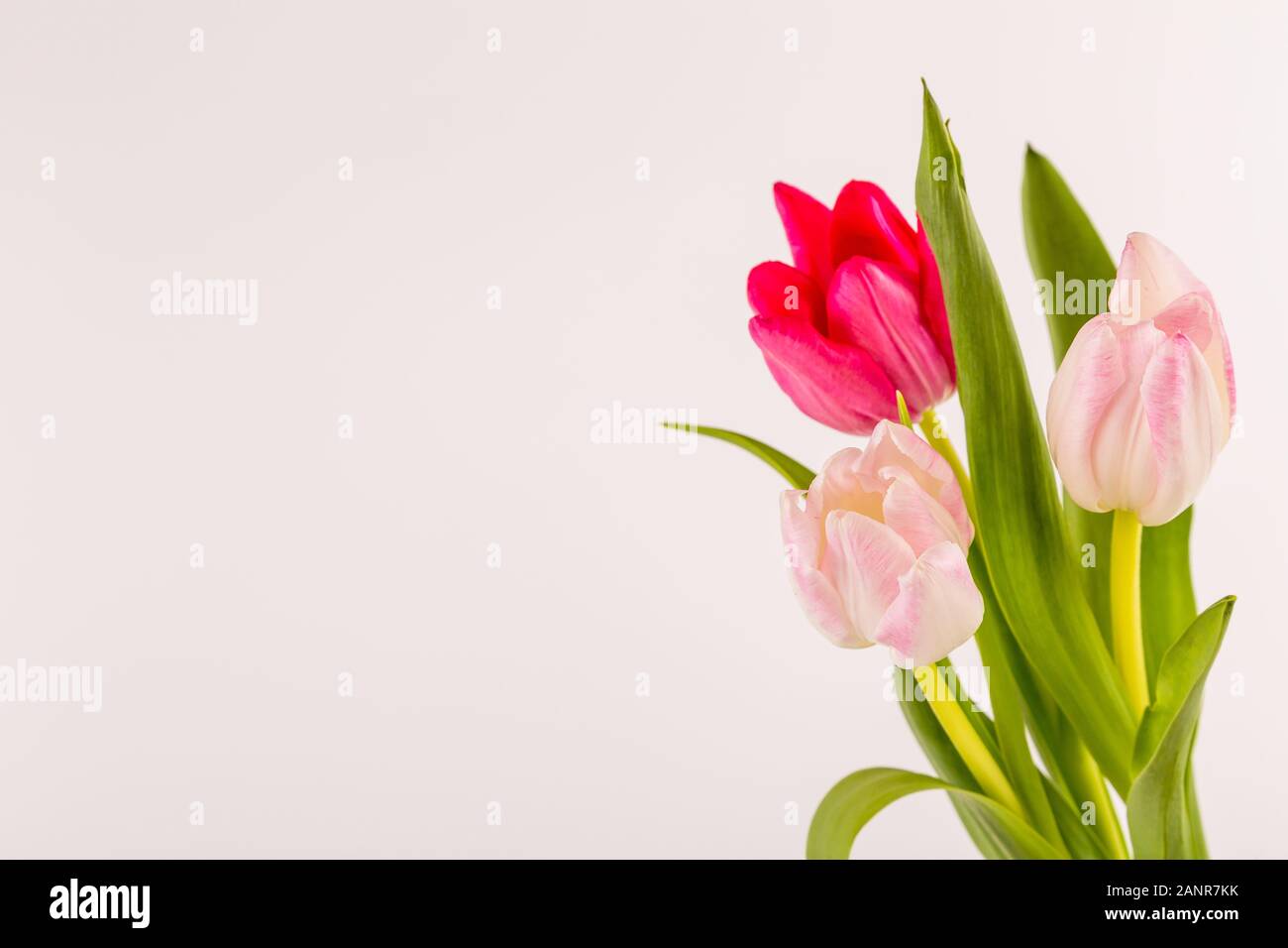 Primavera frescos tulipanes multicolores aislado sobre fondo blanco. Felicidades. Día de San Valentín, el muelle, la Pascua. Espacio para el texto. Foto de stock