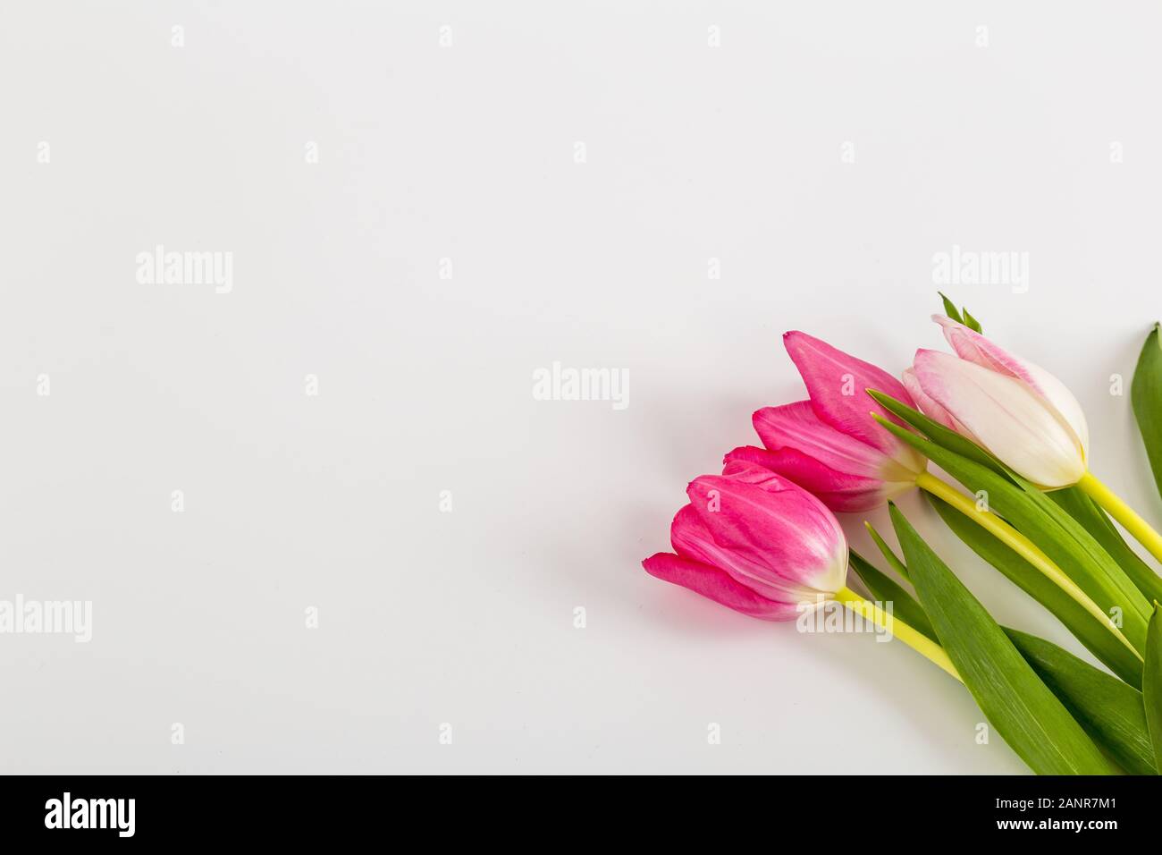 Primavera frescos tulipanes multicolores aislado sobre fondo blanco. Felicidades. Día de San Valentín, el muelle, la Pascua. Espacio para el texto. Foto de stock