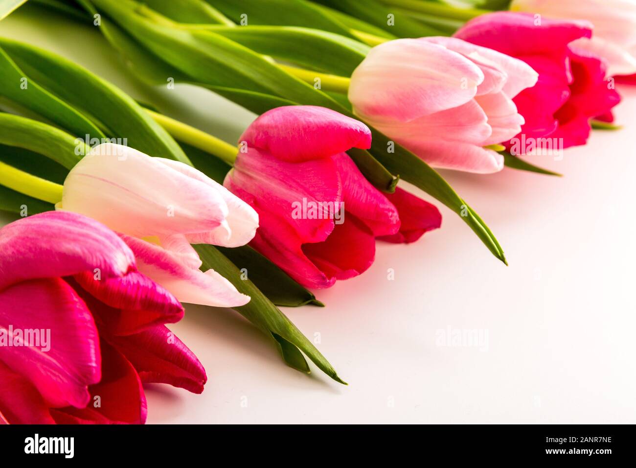 Primavera frescos tulipanes multicolores aislado sobre fondo blanco. Felicidades. Día de San Valentín, el muelle, la Pascua. Espacio para el texto. Foto de stock