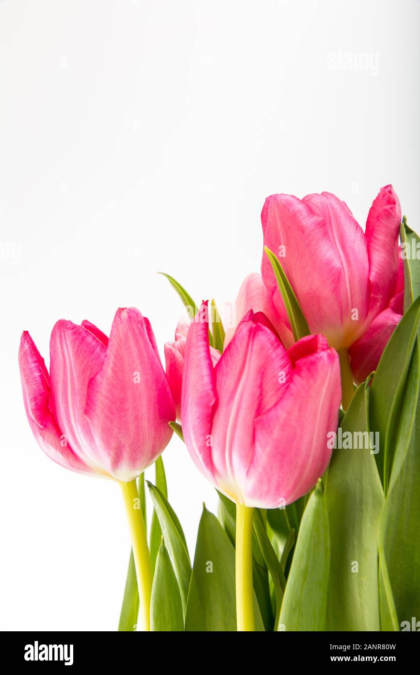 Primavera frescos tulipanes multicolores aislado sobre fondo blanco. Felicidades. Día de San Valentín, el muelle, la Pascua. Espacio para el texto. Foto de stock