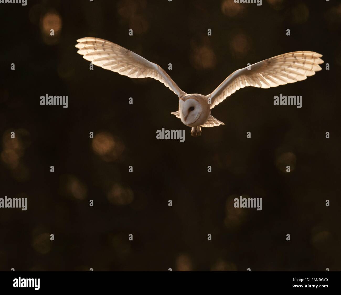 Una salvaje Lechuza de Campanario (Tyto alba) en vuelo por el ajuste retroiluminado, Cotswolds Foto de stock