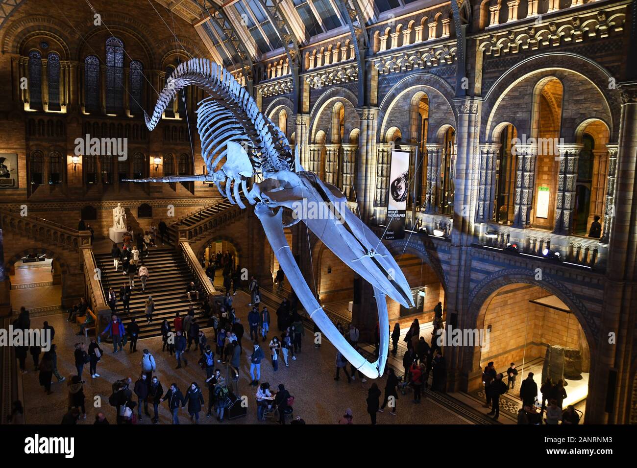 "Esperanza" el esqueleto de ballena azul en el Hintze Hall, en el Museo de Historia Natural, Londres, Inglaterra, Reino Unido Foto de stock