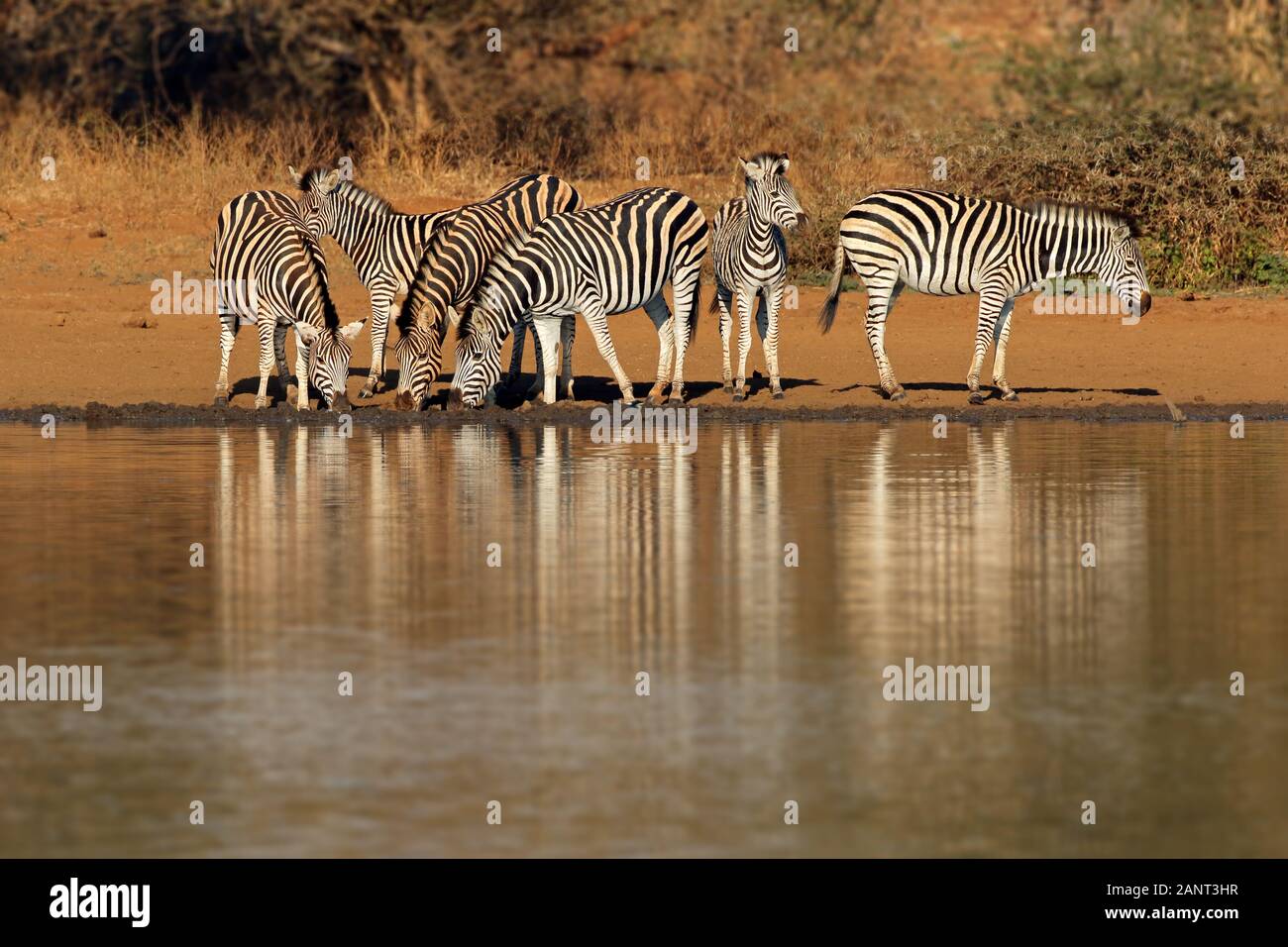 Manada de llanuras cebras (Equus burchelli) el agua potable, el Parque Nacional Kruger, Sudáfrica Foto de stock
