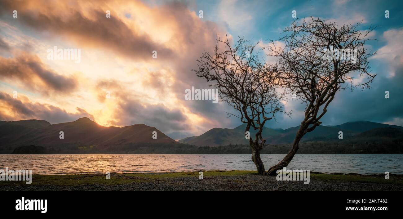 Árbol de Derwentwater, Lake District Foto de stock
