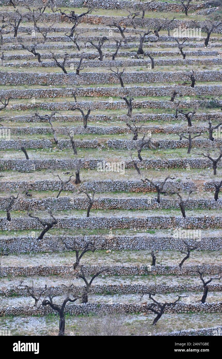 Huertos de almendros en terrazas de paredes de piedra cerca del pueblo de Castell de Castells (la Marina, Alicante, sur de España) Foto de stock