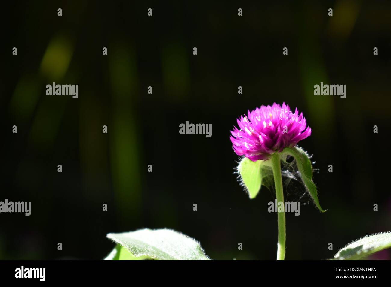 Cerrar Foto De Globo Flor De Amaranto Flor Boton De Bachiller Con Borroso Fondo Oscuro Surakarta Indonesia Fotografia De Stock Alamy