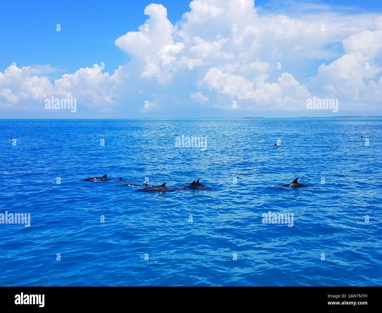 Vista aérea de un grupo de delfines nadando en el hermoso océano azul en Maldivas Foto de stock