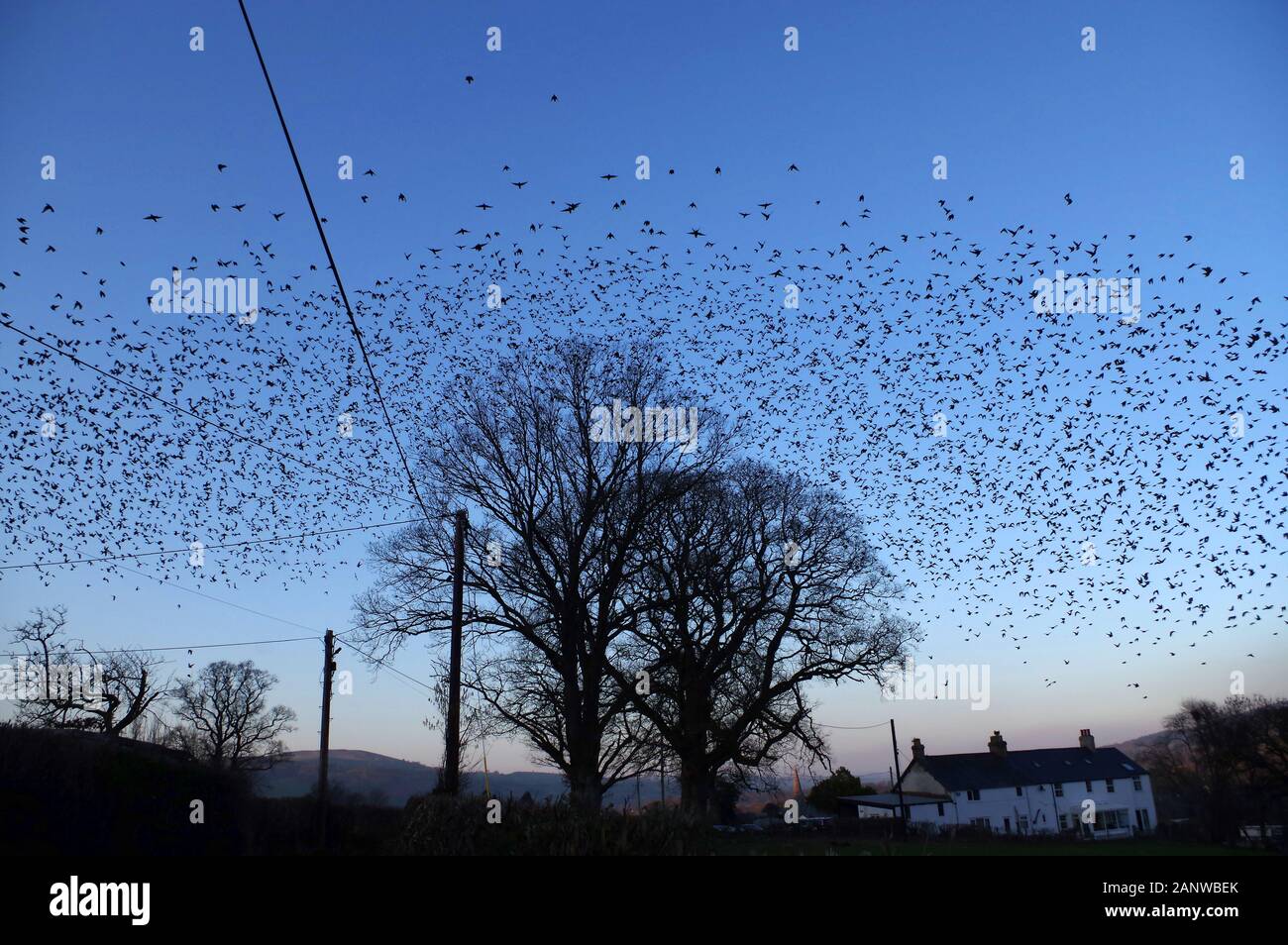 Starling murmuration Foto de stock