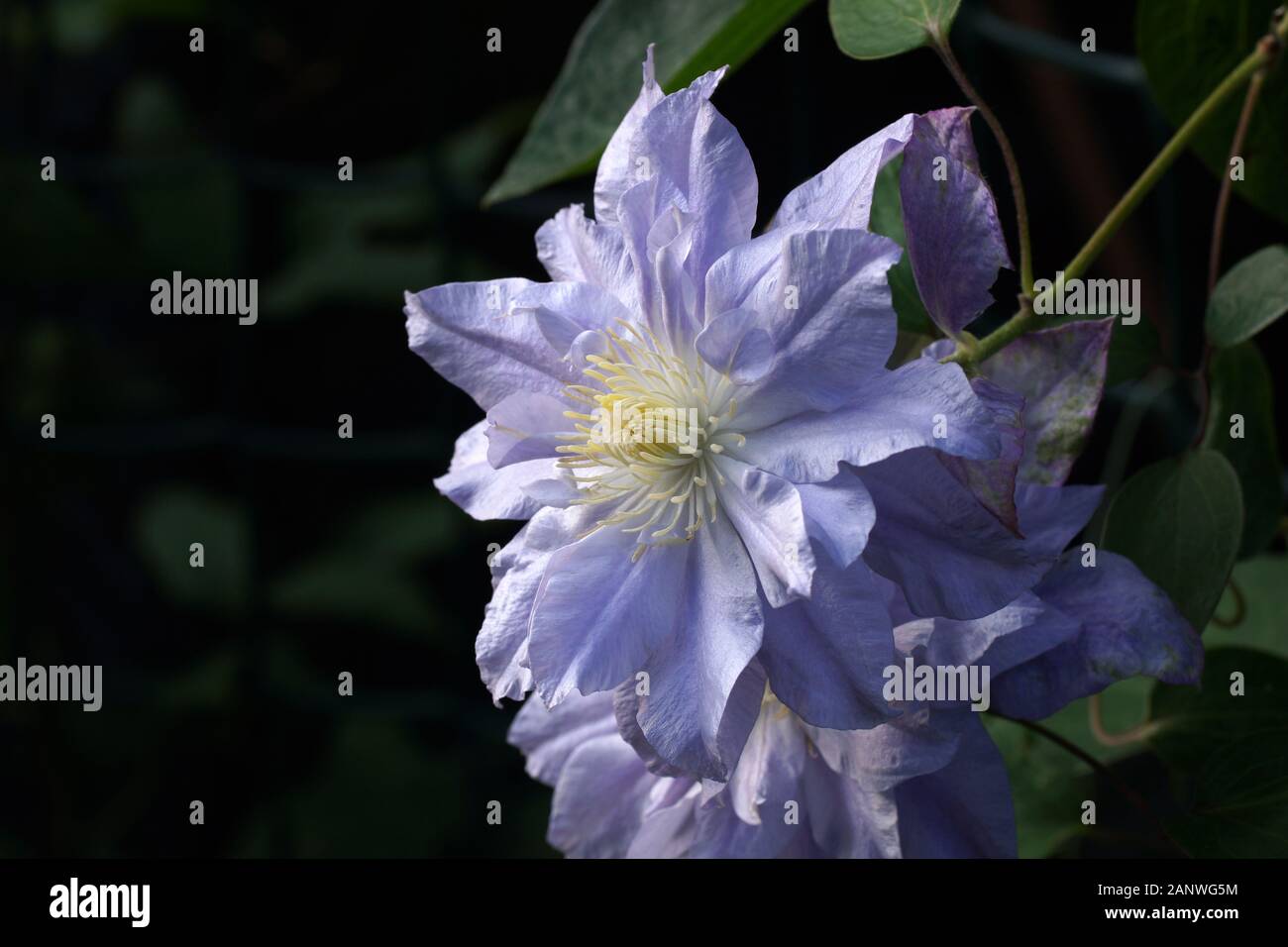 Dos hermosas flores dobles de color lila clematis cerca. Clematis flor variedades bola azul Foto de stock
