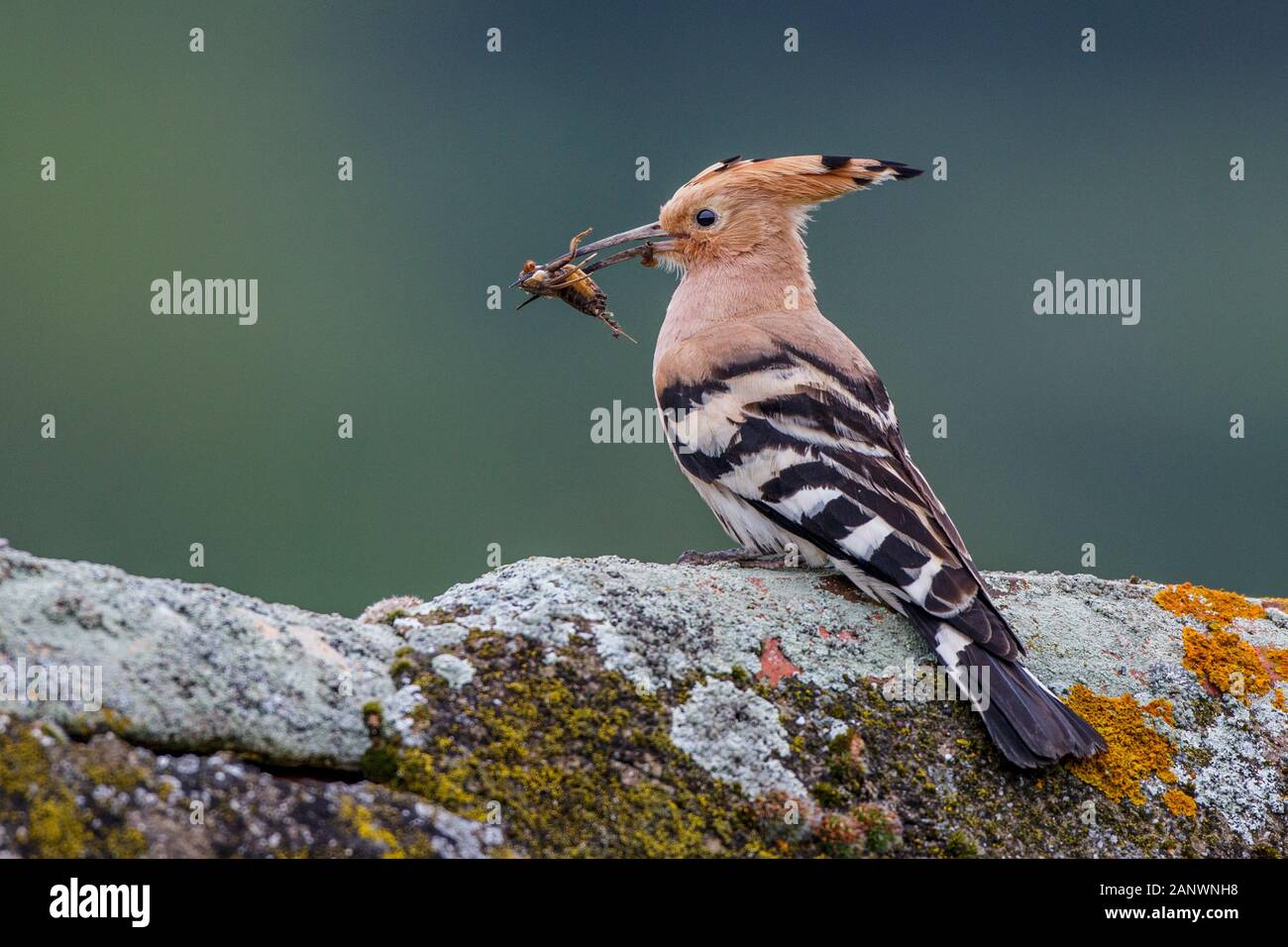 Wiedehopf (Upupa epops) mit Maulwurfsgrille Foto de stock