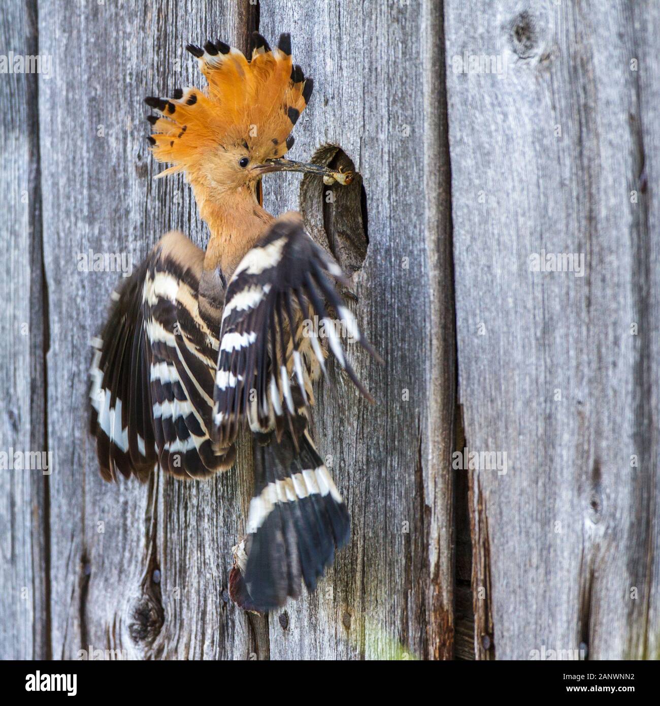 Wiedehopf (Upupa epops) Foto de stock