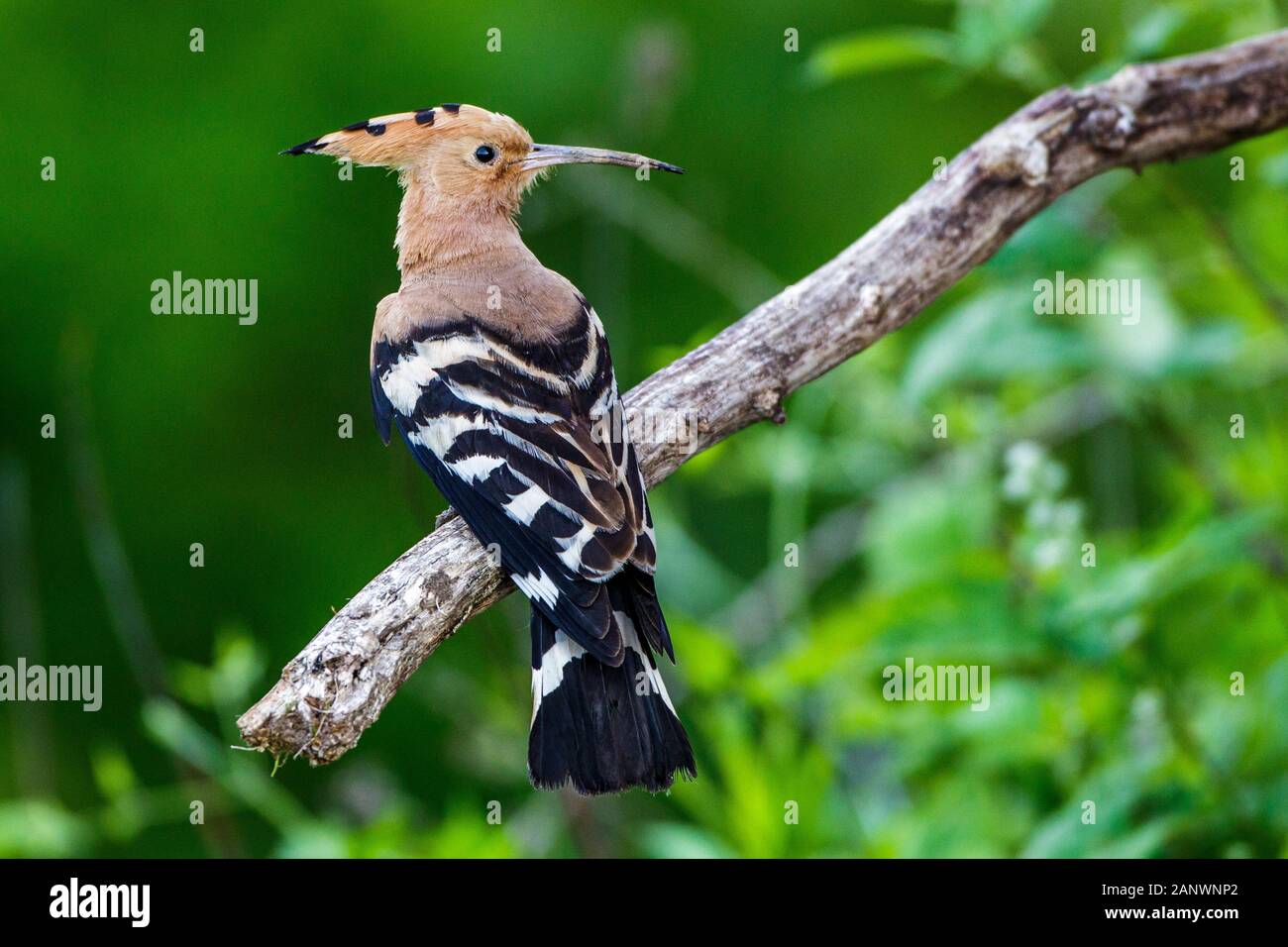 Wiedehopf (Upupa epops) Foto de stock