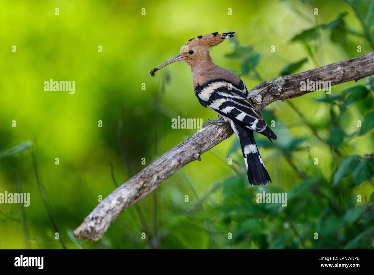 Wiedehopf (Upupa epops) Foto de stock