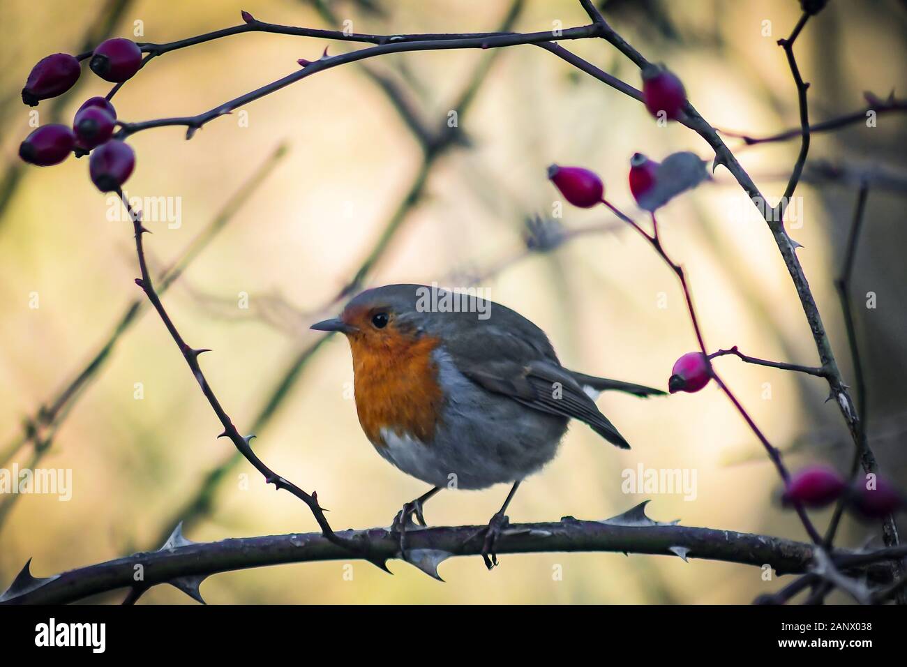 Un Robin sentado en una rama con bayas rojas en el fondo podría estar buscando comida o simplemente posando para una foto Foto de stock