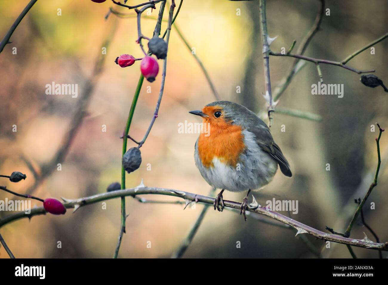 Un Robin sentado en una rama con bayas rojas en el fondo podría estar buscando comida o simplemente posando para una foto Foto de stock