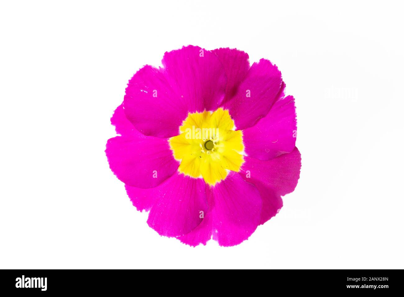 flor de primula aislada de cerca sobre blanco Foto de stock