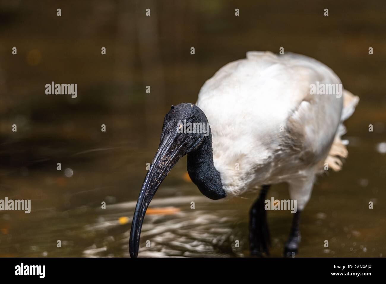 Ibis Blanco cerca de aves menores perfil ver con fondo de roca, mostrando alas, plumas marrón plumaje, cuerpo, cabeza, ojos, pico, cuello largo Foto de stock