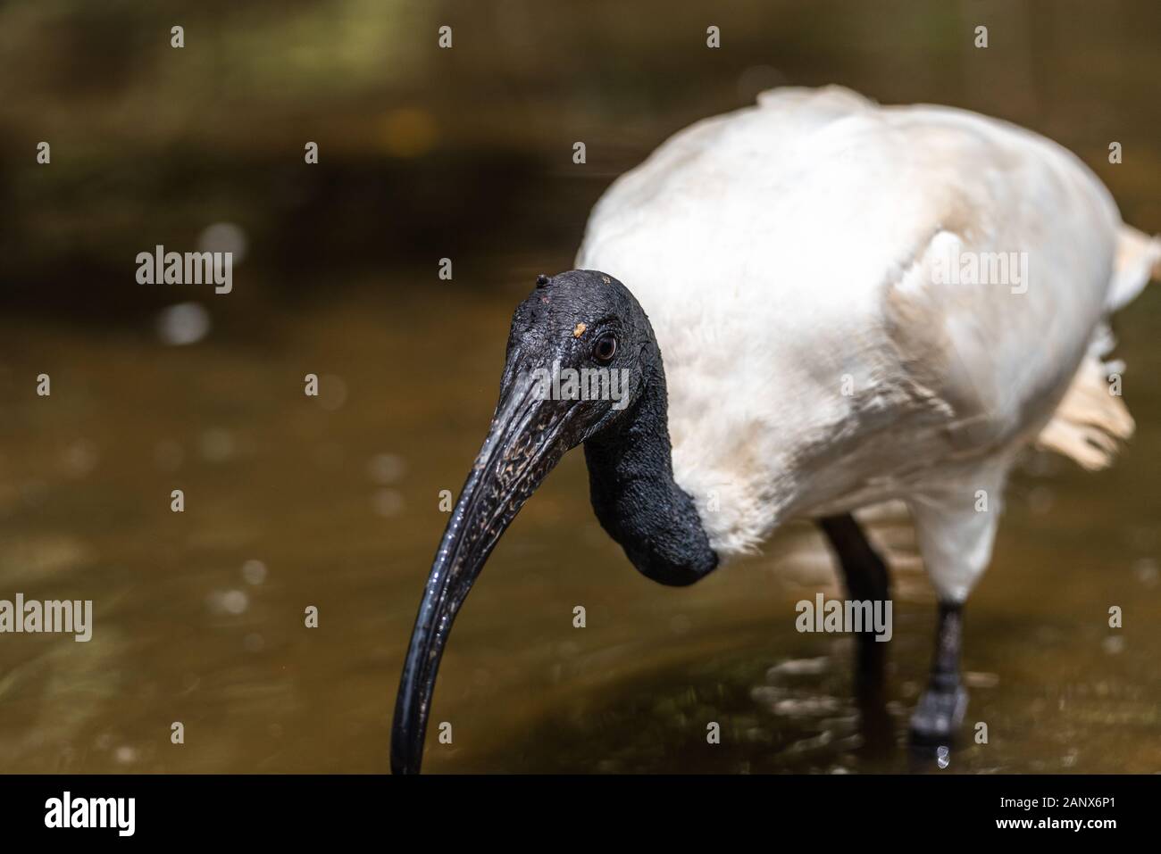 Ibis Blanco cerca de aves menores perfil ver con fondo de roca, mostrando alas, plumas marrón plumaje, cuerpo, cabeza, ojos, pico, cuello largo Foto de stock