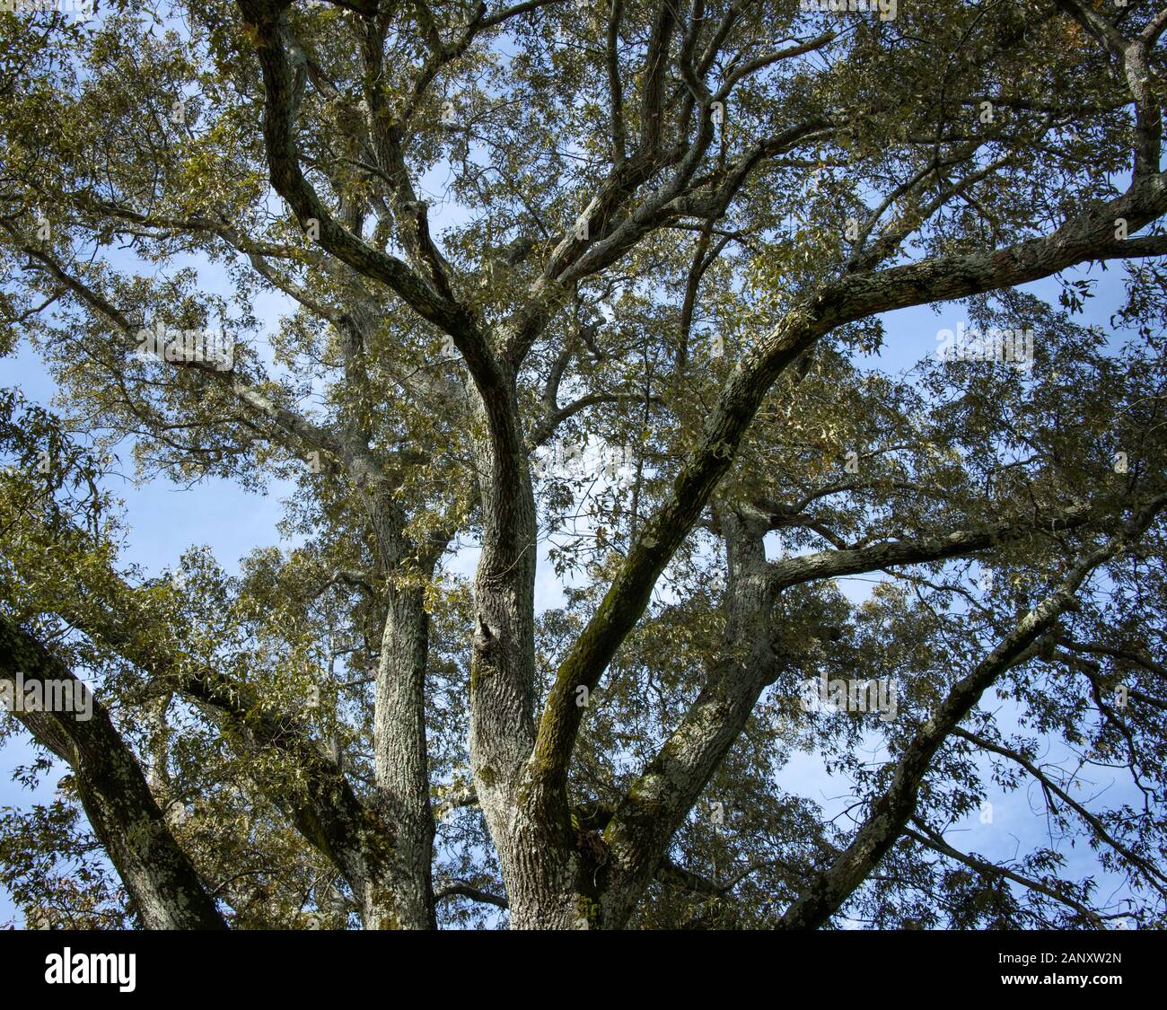 Sur de Roble Rojo (Quercus falcata), el condado de Hall, Georgia. Luz Aftnernoon mirando hacia arriba a través de las extremidades de un maduro el roble rojo meridional. El rojo del Sur Foto de stock