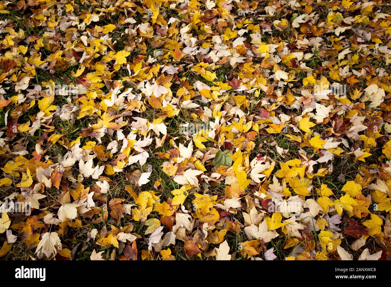 Caen las hojas de color, el condado de Hall, Georgia. Las hojas caídas sobre el terreno en noviembre la creación de una alfombra colorida. Principalmente rojo y quizás unos cuantos azúcar Foto de stock