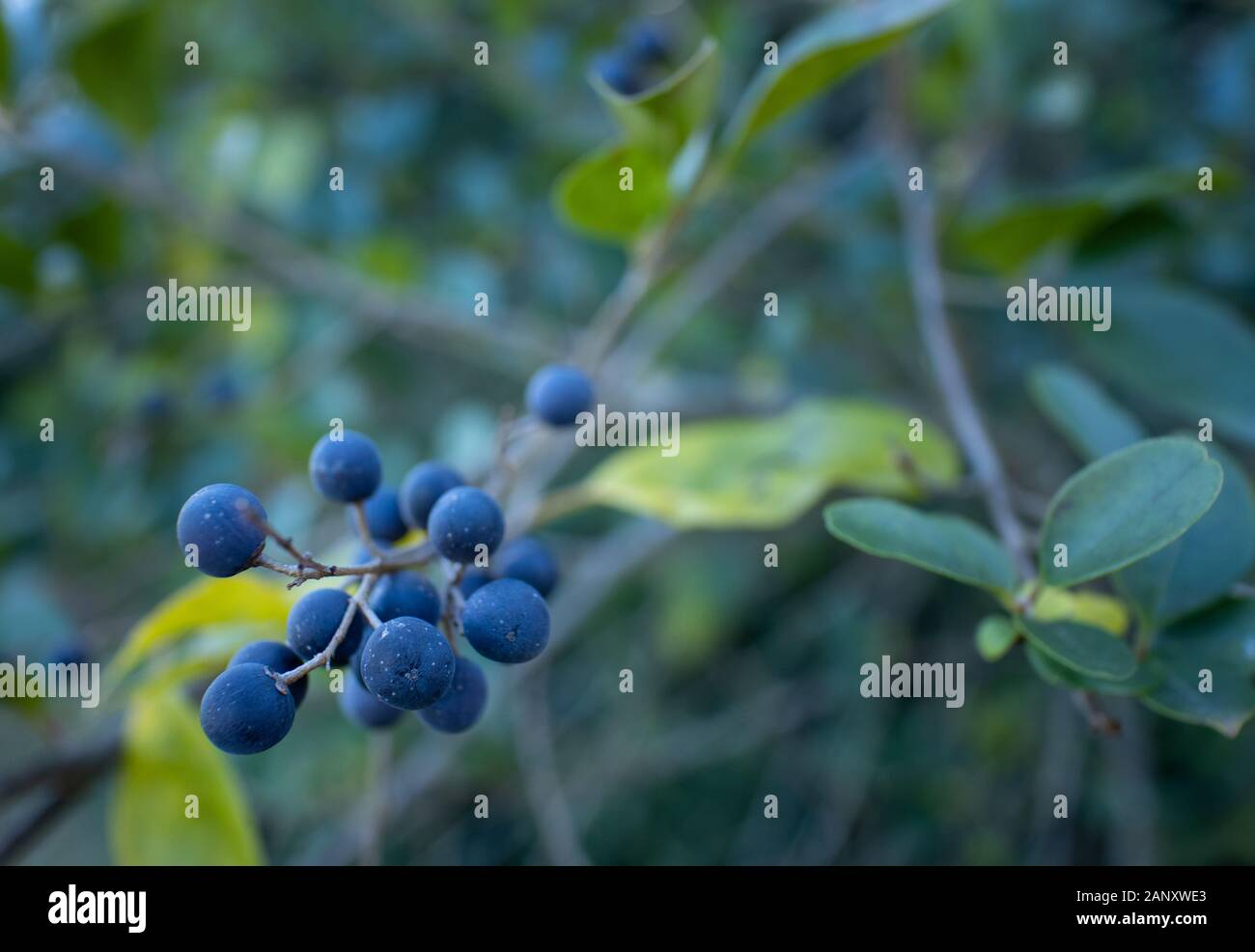 Oliva americana (Cartrema americana, el condado de Hall, Georgia. Fruta madura de la Oliva americana. Oliva americana (Osmanthus americanus) es un árbol nativo Foto de stock