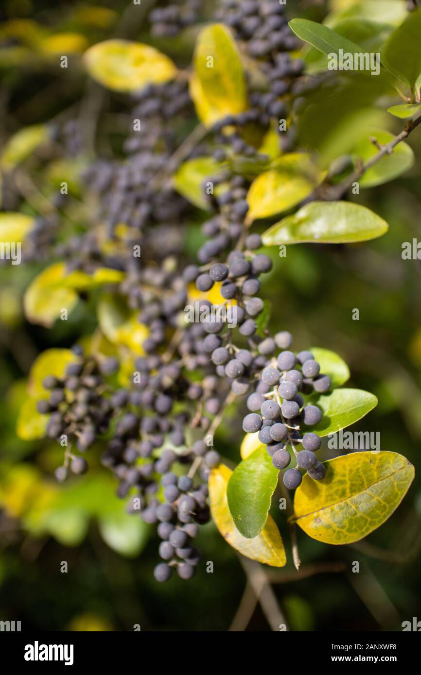 Oliva americana (Cartrema americanus) - El condado de Hall, Georgia. Oliva americana de bayas (drupas) colgando de las oficinas entre la caída del follaje de color. Foto de stock