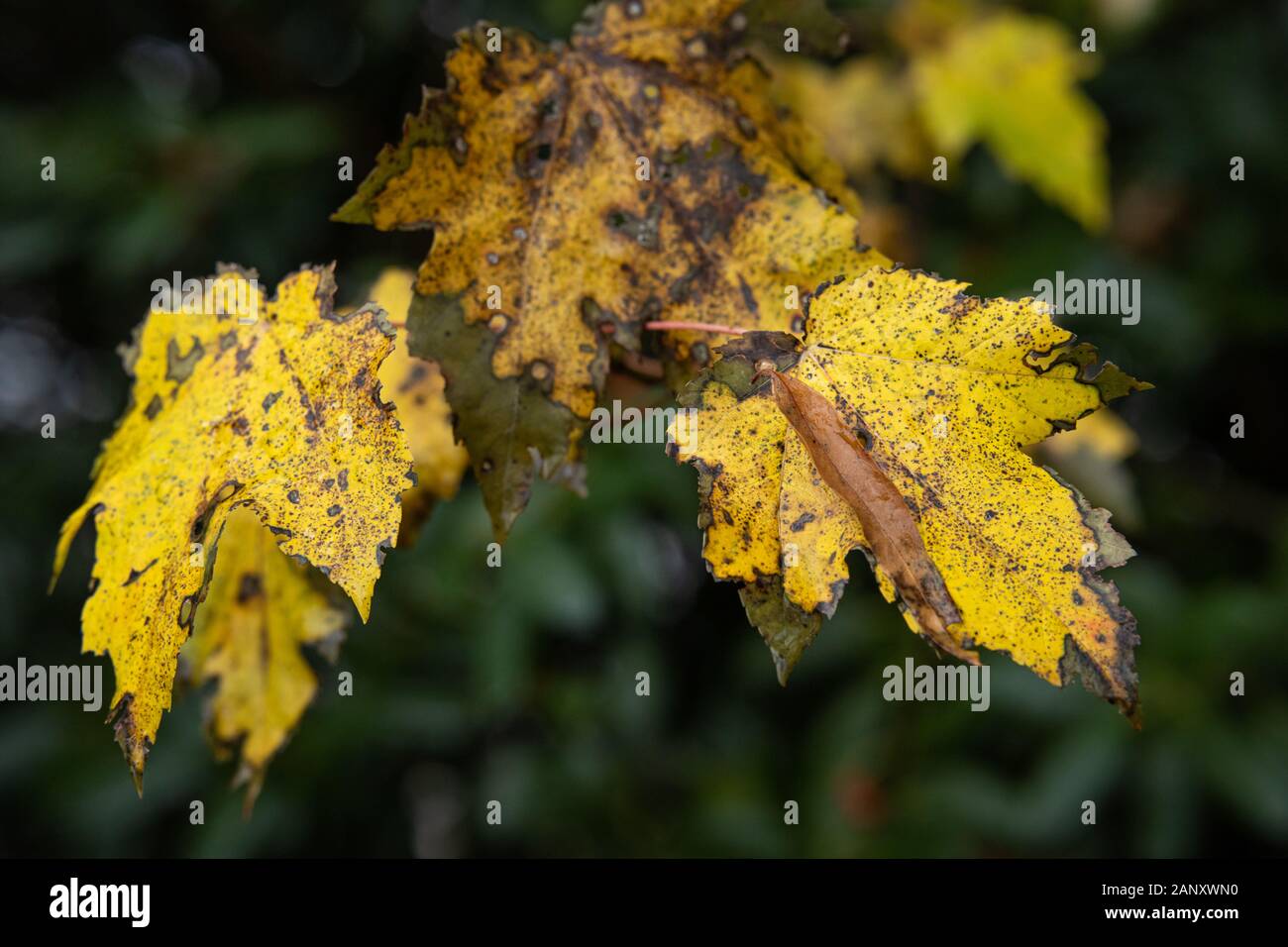 Sycamore arce (Acer pseudoplatanus) - El condado de Hall, Georgia. Colores de otoño de las hojas de arce sicómoro en noviembre. El Sicomoro arce (Acer pseudoplat Foto de stock