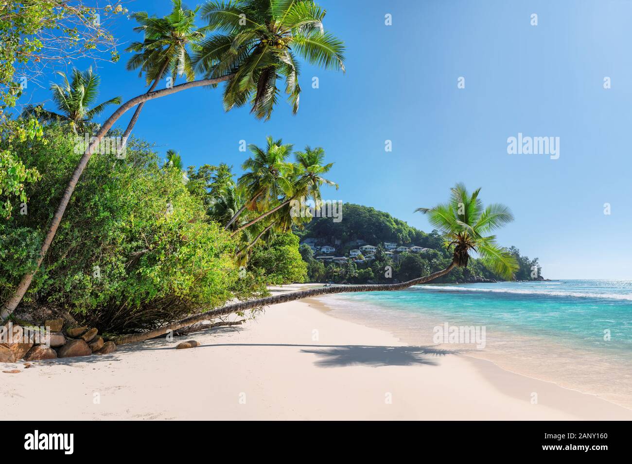 Hermosas palmeras de coco en Anse Takamaka beach, Mahe Island, Seychelles Foto de stock