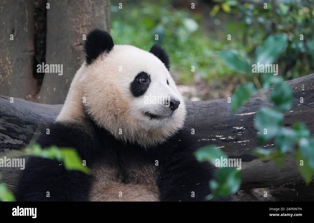 Panda gigante comiendo bambú,Animales Salvajes. Foto de stock